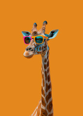 Obraz premium Cool giraffe wearing a colorful sunglasses, isolated on yellow background.