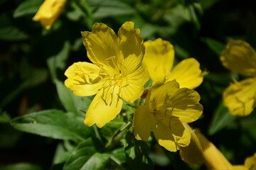 Yellow oenothera biennis (evening primrose) flowers in the sun in the garden