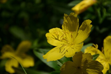 Beautiful yellow oenothera biennis (weedy evening primrose) flower close up