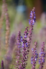Naklejka premium Salvia nemorosa flowers on a blurred background. Perennial plant, honey plant