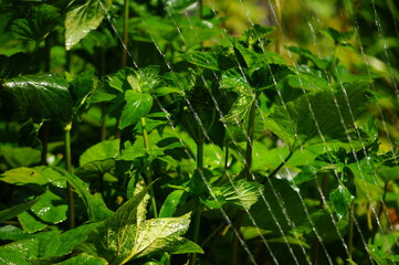 スプリンクラーの水に濡れた緑の葉です。