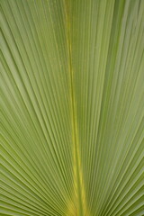 Obraz premium Green palm leaf close-up. Background