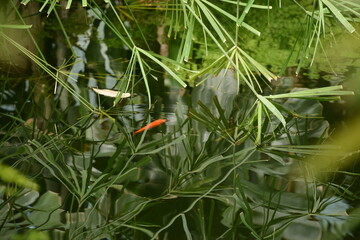 Colored fish swim in a pond in the park