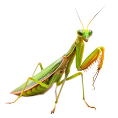 praying mantis on transparent background