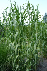 Green shoots of sugar cane on a field on a cloudy day
