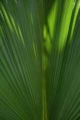 Green large palm leaf. Background