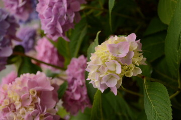 Pink, purple hydrangea flowers on a bush