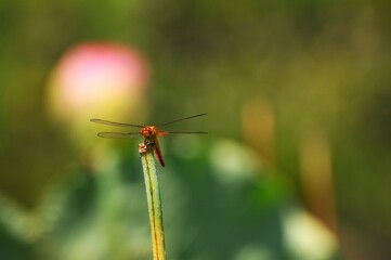 蓮の花の茎に止まったトンボです。