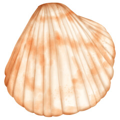 Cute pastel cockle shell for use in summer shell theme, watercolor, hand draw