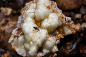 A fly crawls on a kidney-shaped white chalcedony, rockhounding