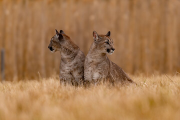 Cougar (Puma concolor), also commonly known as the mountain lion, puma, panther, or catamount. is the greatest of any large wild terrestrial mammal in the western hemisphere.