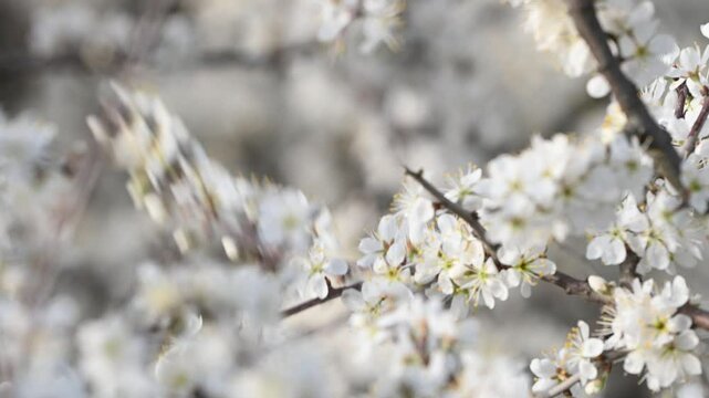 Blue tit Cyanistes caeruleus on a branch with blossoms in spring. The bird looks around and flies away. Close up. Slow motion.