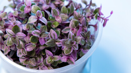 Callisia Pink Panther in a pot on a white background,