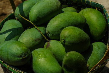 bunch of mangoes in a basket