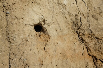 bee-eater nest