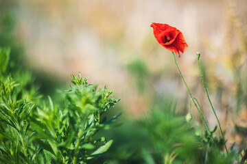 red poppy in the field