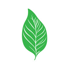 Tree leaf illustraion vector