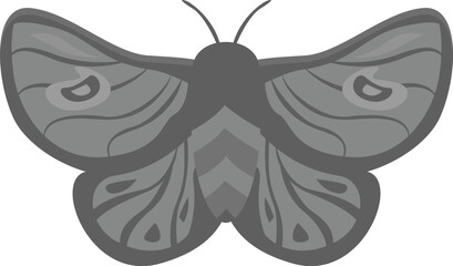 Big moth with beautiful pattern on its wings, isolated on white background