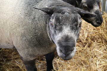 Obraz premium The Head of a Blue Texel Adult Sheep Farm Animal.
