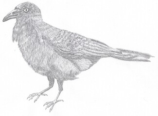 Fototapeta premium Illustration of Australian raven 