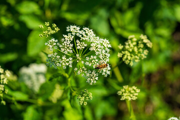 Delicate White Queen Anne's Lace Wildflower in Bloom. Close-up of Lacy Umbel Flowers Against Vibrant Green Background.