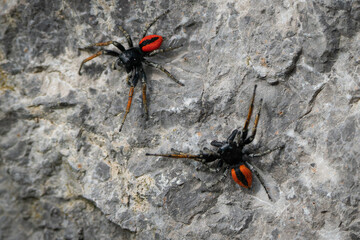Two male jumping spiders Philaeus Chrysops measure their strength.