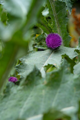 Vertical detailed macro shot of a purple thistle, highlighting its vibrant color and intricate texture against a blurred green backdrop.