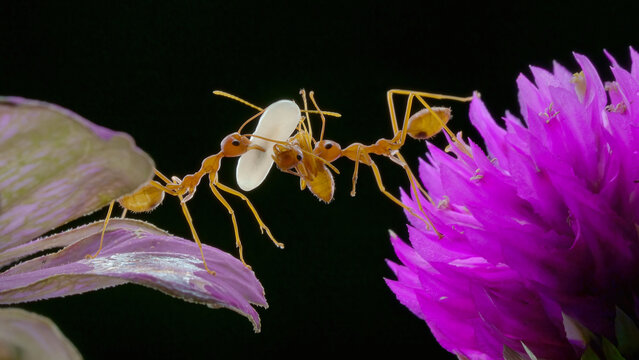 The ants bring lava on flower
