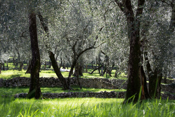 A garden with olive trees near a low stone fence in bright sunshine.