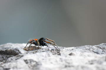 A male jumping spider Philaeus Chrysops on a stone wall..