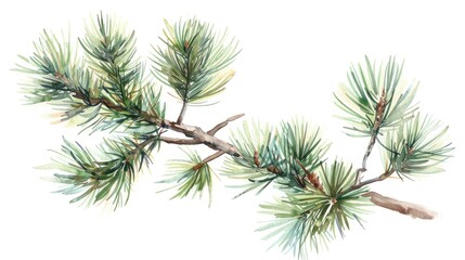 Realistic watercolor illustration of a pine tree branch. Suitable for nature-themed designs 