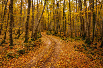 Fototapeta premium Fageda d'en Jordà beech forest, in autumn (Garrotxa, Catalonia, Spain, Pyrenees)