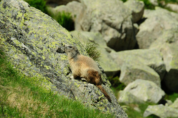 Marmott in Boí Valley (National Park of Aigüestortes, Catalonia, Spain, Pyrenees)