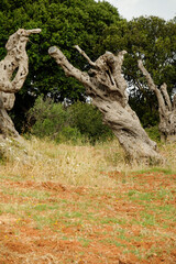 Gli effetti devastanti della Xylella, il batterio che sta uccidendo gli ulivi nel Salento pugliese,Puglia,Italia