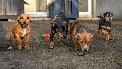 cztery szczeniaki psa w schronisku dla zwierząt