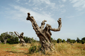 Fototapeta premium Gli effetti devastanti della Xylella, il batterio che sta uccidendo gli ulivi nel Salento pugliese,Puglia,Italia