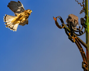 Der Turmfalke 
Der Turmfalke (Falco tinnunculus) ist ein faszinierender Greifvogel und der am häufigsten vorkommende Falke in Mitteleuropa.