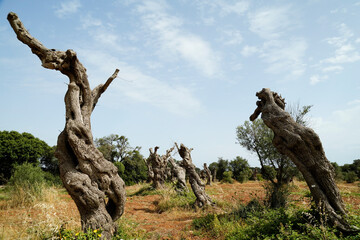 Gli effetti devastanti della Xylella, il batterio che sta uccidendo gli ulivi nel Salento pugliese,Puglia,Italia
