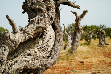 Gli effetti devastanti della Xylella, il batterio che sta uccidendo gli ulivi nel Salento...