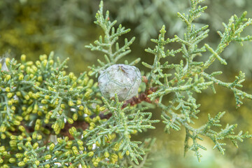 Fototapeta premium Cypress fruit on cypress tree branch closeup
