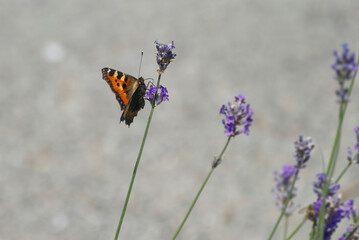 Small tortoiseshell butterfly (Aglais urticae) perched on lavender plant in Zurich, Switzerland