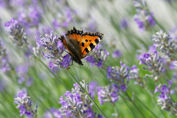 Small tortoiseshell butterfly (Aglais urticae) perched on lavender plant in Zurich, Switzerland
