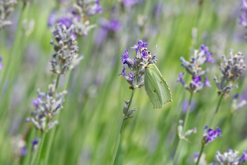 Common brimstone butterfly (Gonepteryx rhamni) sitting on lavender in Zurich, Switzerland