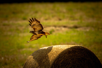 Der Turmfalke (Falco tinnunculus) ist ein faszinierender Greifvogel und der am häufigsten vorkommende Falke in Mitteleuropa.