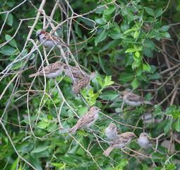 Sparrows are sitting on a tree branch in green foliage