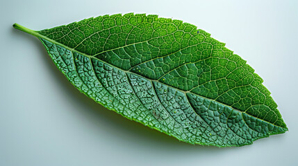 Green Leaf Arrangement on Light Background