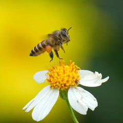 bee flight on flower