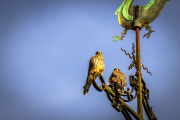 Der Turmfalke (Falco tinnunculus) ist ein faszinierender Greifvogel und der am h&auml;ufigsten vorkommende Falke in Mitteleuropa.