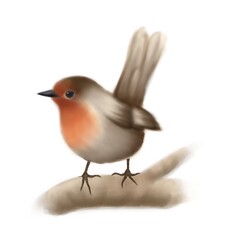 robin isolated on white