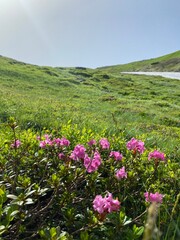 Fototapeta premium pink flowers in the mountains